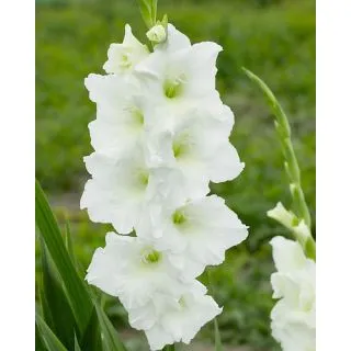 Compra GLADIOLO WHITE PROSPERITY (100 Unid.). en la tienda online Fito Agrícola
