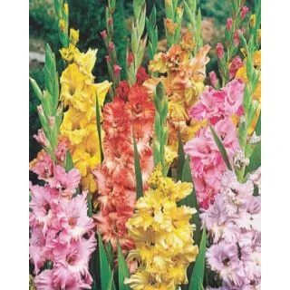 Compra GLADIOLO RUFFLED MIX (100 Unid.). en la tienda online Fito Agrícola