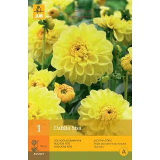 Compra DALIA SISA en la tienda online Fito Agrícola