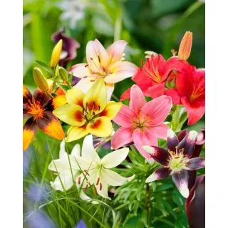 Compra LILIUM ASIATIC MIX (50 Unid.). en la tienda online Fito Agrícola