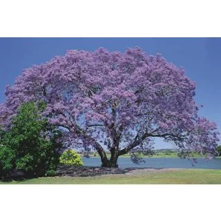 Compra JACARANDA (100 gr.). en la tienda online Fito Agrícola