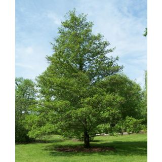 Compra ALISO COMÚN (100 gr.). en la tienda online Fito Agrícola