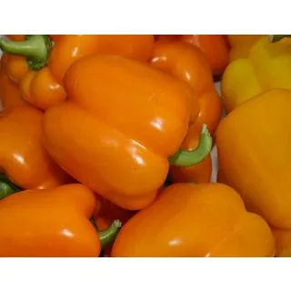 Compra PIMIENTO MILENA F1 ECOLÓGICO (1000 Semillas). en la tienda online Fito Agrícola
