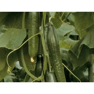 Compra PEPINO BORJA F1 ECOLÓGICO (1000 Semillas). en la tienda online Fito Agrícola