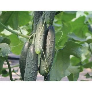 Compra PEPINO AUDAX F1 ECOLÓGICO (1000 Semillas). en la tienda online Fito Agrícola