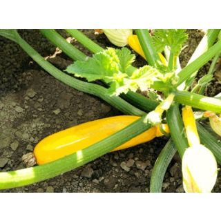 Compra CALABACÍN YELLOWFINE F1 (1.000 Semillas) en la tienda online Fito Agrícola