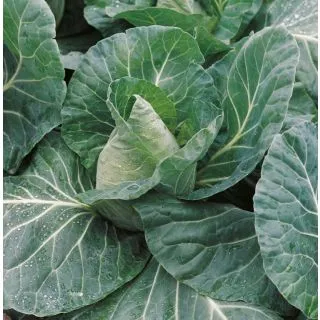 Compra COL CARAMBA F-1 EPS294 en la tienda online Fito Agrícola