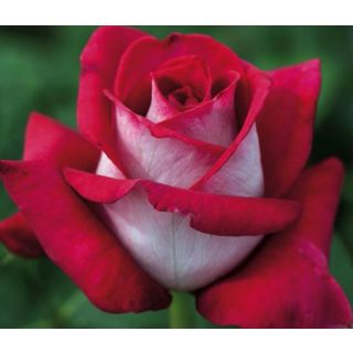 Compra ROSAL MONICA BELLUCCI ® - Meimonkeur en la tienda online Fito Agrícola