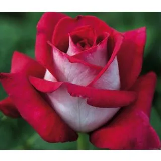 Compra ROSAL MONICA BELLUCCI ® - Meimonkeur en la tienda online Fito Agrícola