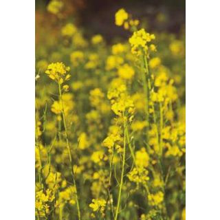 Compra MOSTAZA ZLATA (25 Kgr.). en la tienda online Fito Agrícola