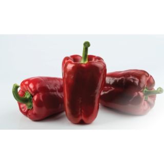 Compra PIMIENTO LEGADO F1 (1.000 Semillas) en la tienda online Fito Agrícola