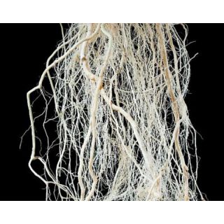 Compra TOMATE FORZAPRO F1 Vilsem (5.000 Semillas) en la tienda online Fito Agrícola