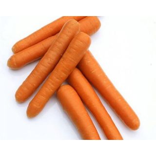 Compra ZANAHORIA BOLERO F-1 Vilseed (500.000 Semillas) en la tienda online Fito Agrícola