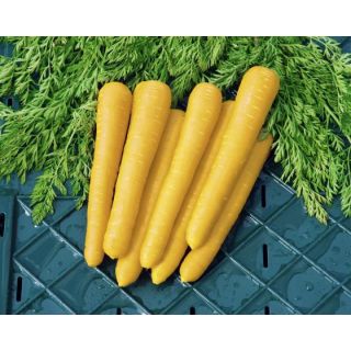 Compra ZANAHORIA GOLD NUGGET F1 Vilseed (100.000 Semillas) en la tienda online Fito Agrícola