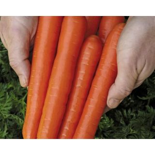 Compra ZANAHORIA SOPRANO F1 Vilseed Activada (500.000 Semillas). en la tienda online Fito Agrícola