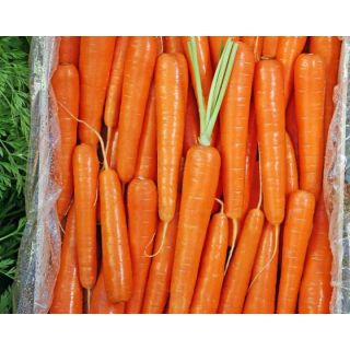 Compra ZANAHORIA SUBITO F1 Vilseed (500.000 Semillas) en la tienda online Fito Agrícola