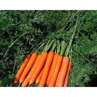 Compra ZANAHORIA SPEEDO F1 Vilseed (500.000 Semillas) en la tienda online Fito Agrícola