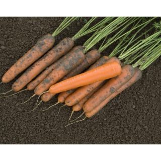 Compra ZANAHORIA EXELSO F1 Vilseed (500.000 Semillas). en la tienda online Fito Agrícola