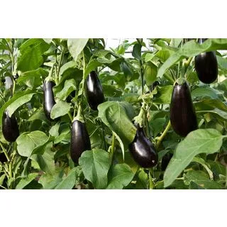 Compra BERENJENA CRISTAL ORGÁNICA F1 (1.000 Semillas) en la tienda online Fito Agrícola
