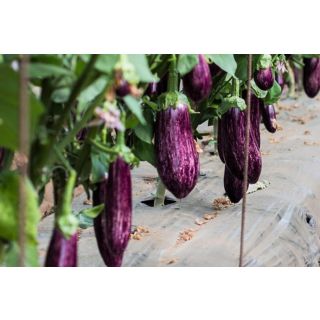 Compra BERENJENA NEREA F-1 (1000 Semillas). en la tienda online Fito Agrícola