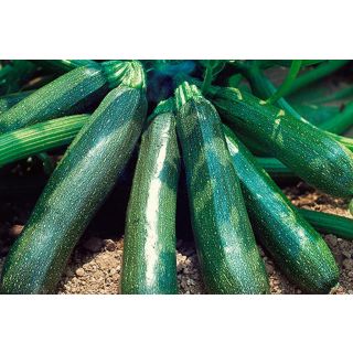 Compra CALABACÍN CALNEGRE (1.000 Semillas) en la tienda online Fito Agrícola