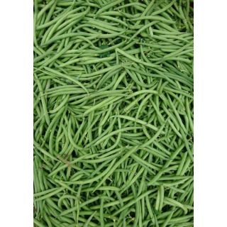 Compra JUDÍA GAUDI (100.000 Semillas) en la tienda online Fito Agrícola