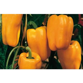 Compra PIMIENTO SANJA F-1 (1.000 Semillas) en la tienda online Fito Agrícola