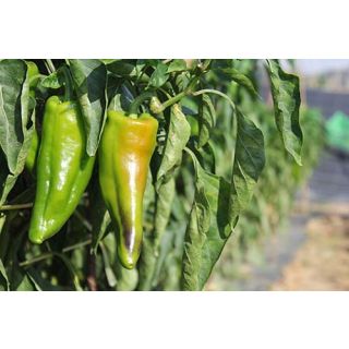 Compra PIMIENTO VELETA F1 (1.000 Semillas) en la tienda online Fito Agrícola