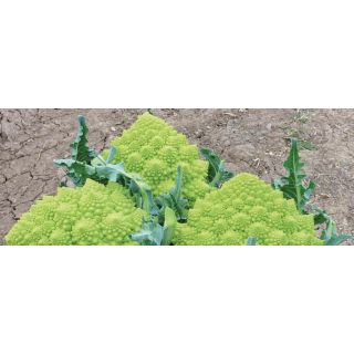 Compra ROMANESCO LAZIO F-1 Peliculado (2.500 Semillas) en la tienda online Fito Agrícola