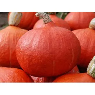 Compra CALABAZA ORANGE SUMMER F1 ECOLÓGICA (1000 Semillas). en la tienda online Fito Agrícola