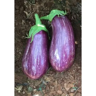 Compra BERENJENA ARACELI RZ F1 (1.000 Semillas) en la tienda online Fito Agrícola