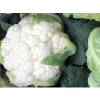 Compra COLIFLOR BOREALIS F1 (2.500 Semillas). en la tienda online Fito Agrícola