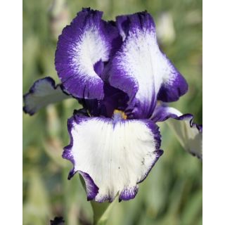 Compra IRIS GERMANICA LOOP THE LOOP (25 Unid.). en la tienda online Fito Agrícola