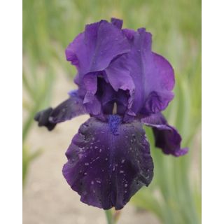 Compra IRIS GERMANICA NIGHT OWL (25 Unid.). en la tienda online Fito Agrícola