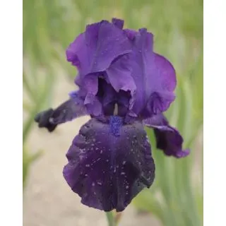 Compra IRIS GERMANICA NIGHT OWL (25 Unid.). en la tienda online Fito Agrícola