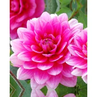 Compra DALIA BLUESETTE (10 Unid.). en la tienda online Fito Agrícola