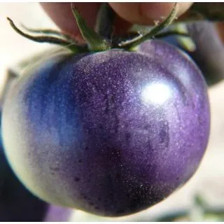 Compra TOMATE AZUL COCKTAIL ECOLÓGICO ME11 en la tienda online Fito Agrícola