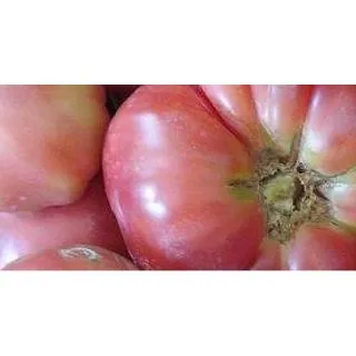 Compra TOMATE ROSA EPS150 en la tienda online Fito Agrícola