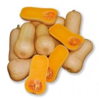 Compra CALABAZA PLUTO EPS104 en la tienda online Fito Agrícola
