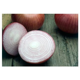 Compra CEBOLLA MORADA DE AMPOSTA (500 gr.). en la tienda online Fito Agrícola