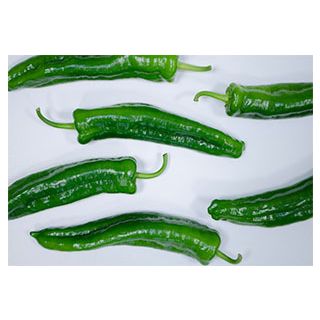 Compra PIMIENTO SALVATORE F1 (1.000 Semillas) en la tienda online Fito Agrícola
