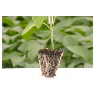 Compra PIMIENTO OSCOS F1 (1000 Semillas). en la tienda online Fito Agrícola