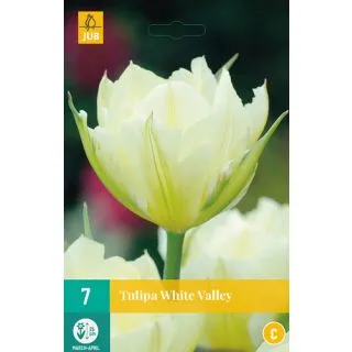 Compra TULIPÁN WHITE VALLEY en la tienda online Fito Agrícola
