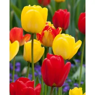 Compra TULIPÁN DARWIN HIBRIDO MIX (100 Unid.) en la tienda online Fito Agrícola