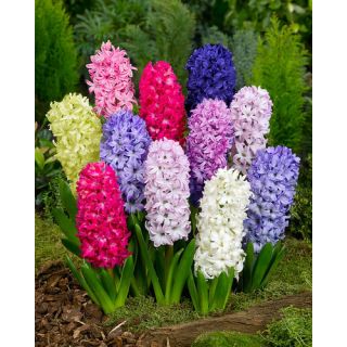 Compra JACINTOS MIX (50 Unid.). en la tienda online Fito Agrícola