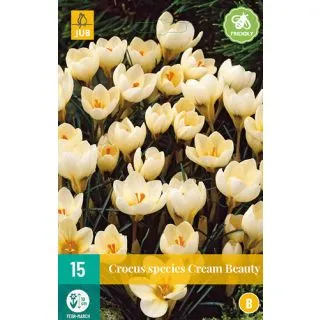 Compra CROCUS CREAM BEAUTY en la tienda online Fito Agrícola