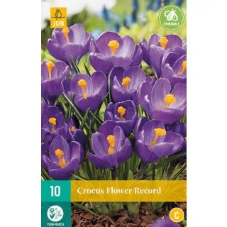 Compra CROCUS FLOWER RECORD en la tienda online Fito Agrícola