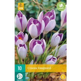 Compra CROCUS VANGUARD en la tienda online Fito Agrícola