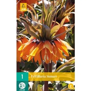 Compra FRITILLARIA IMPERIALIS SUNSET en la tienda online Fito Agrícola