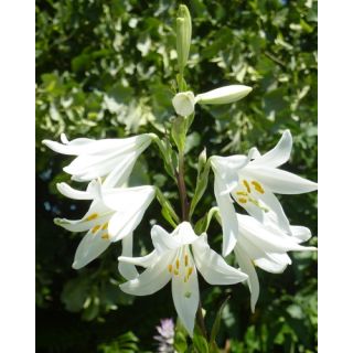 Compra LILIUM CANDIDUM Azucena (25 Unidades). en la tienda online Fito Agrícola